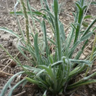 plantain corne de cerf Visuel