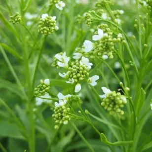 plant de raifort en fleur Visuel