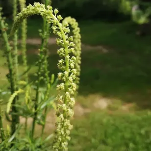 fleurs de reseda des teinturiers Visuel