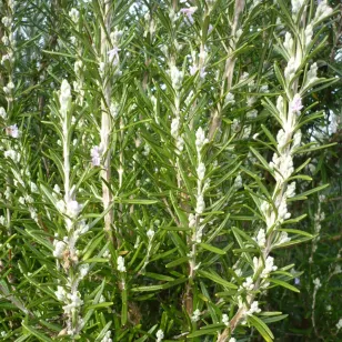 plant de romarin en fleurs Visuel