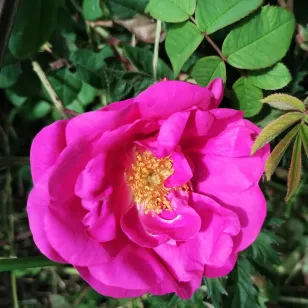 fleur de rosier de provins Visuel