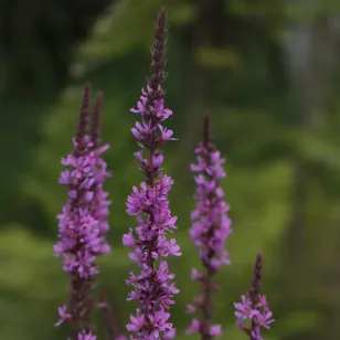 fleurs de salicaire Visuel