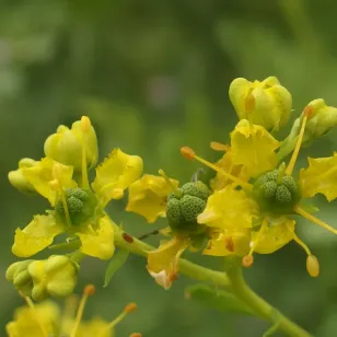 plant de rue des jardins en fleurs Visuel