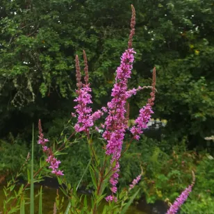 Plant de salicaire en Fleurs Visuel