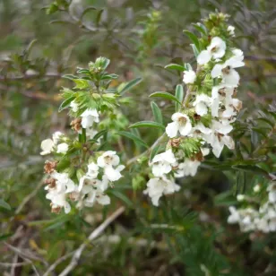 plant en fleur de sarriette rampante Visuel