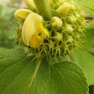 fleurs de sauge de jerusalem russeliana Visuel