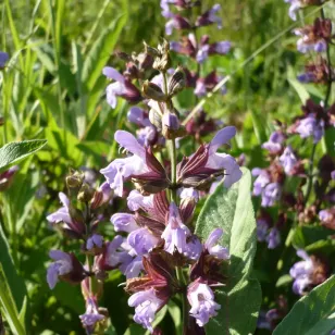 fleurs de sauge officinale Visuel