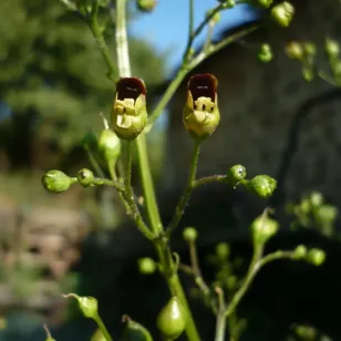 fleurs de scrofulaire noueuse Visuel