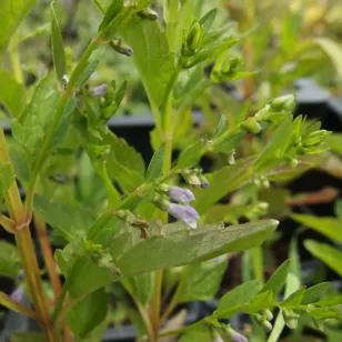 fleurs de scutellaire casquée americaine Visuel