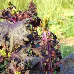 Shiso pourpre (graines) Visuel