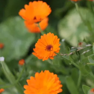 fleurs de calendula officinalis Visuel