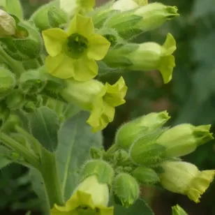 fleurs de tabac rustique Visuel
