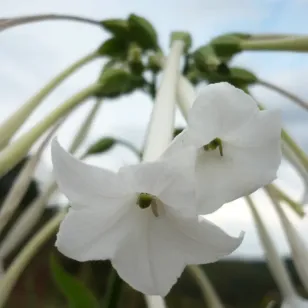 fleurs de tabac sauvage Visuel