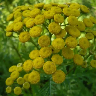 fleurs de tanaisie Visuel
