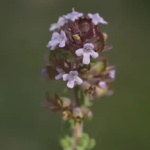 fleur de thym sauvage Visuel