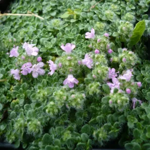 fleur de thym serpolet minor Visuel