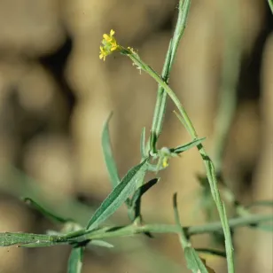 fleur de Sisymbre officinal Visuel