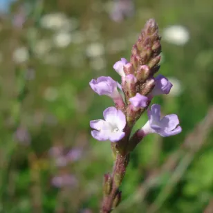 plant de verveine officinale en fleurs Visuel