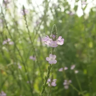 feuilles et fleurs de verveine officinale Visuel