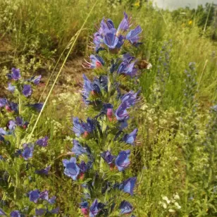 fleurs de viperine Visuel
