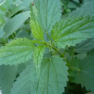 feuilles d&amp;#039;ortie Visuel