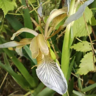 plant d&amp;#039;iris gigot Visuel