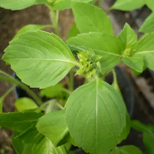 Basilic sacré Tulsi (graines) Visuel