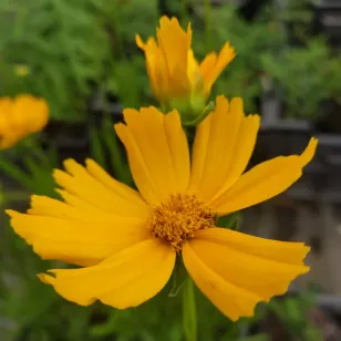 Fleurs de coréopsis à grandes fleurs Visuel