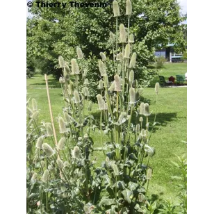 cardere-cultivee-dispacus_sativus-plante-fleurs Visuel