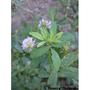 melilot-bleu-trigonella-caerulea-fleur Visuel