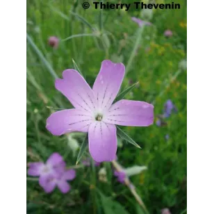 Nielle-des-blés-agrostemma-githago-fleur-simple Visuel