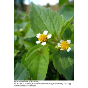 Soldat-galant-Galinsoga-ciliata-quadriradiata-fleurs-plante Visuel