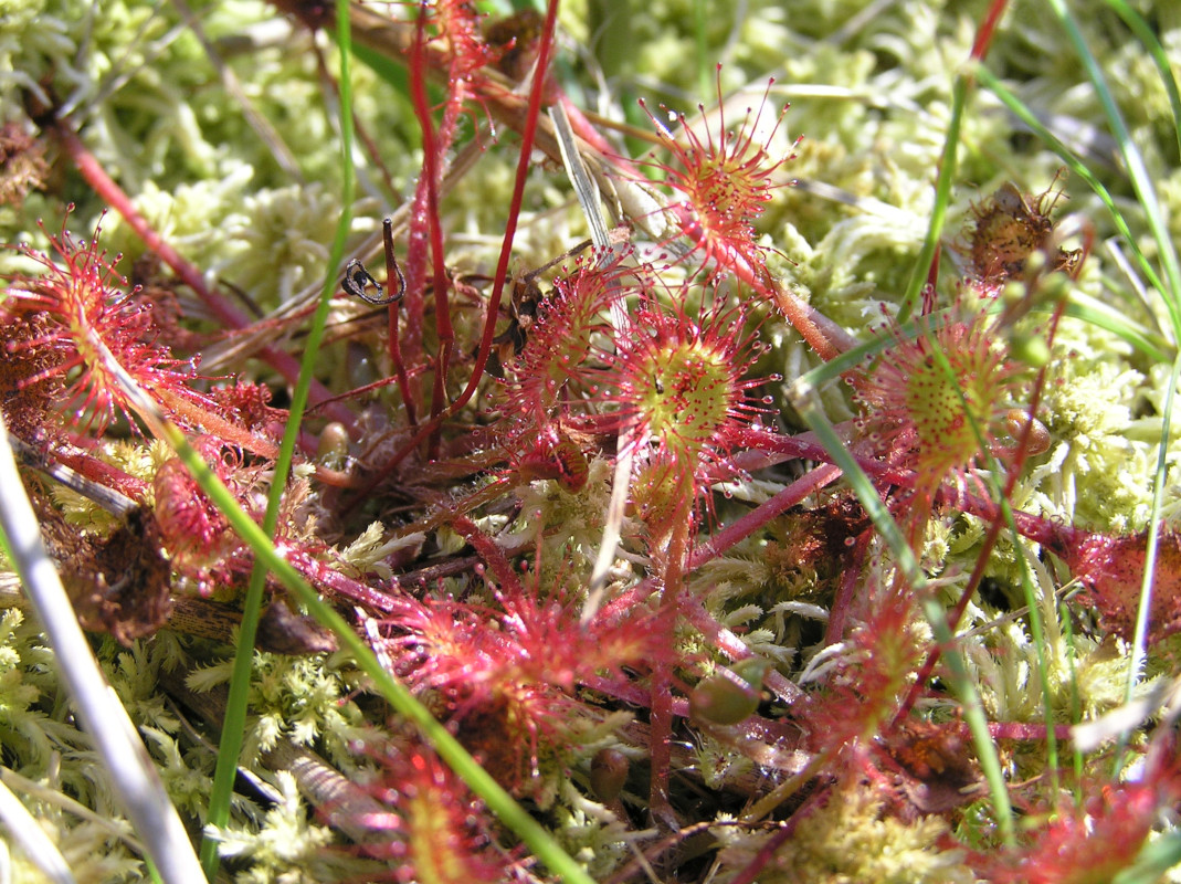 Drosera rotundifolia en fleurs