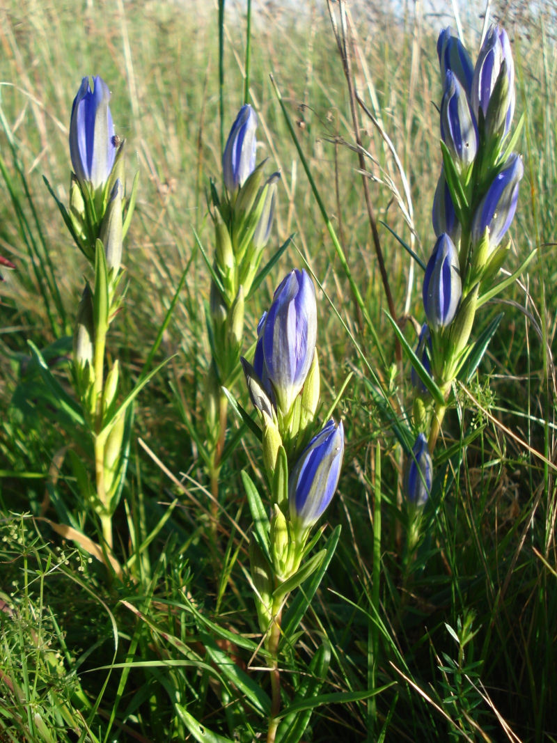 fleur de gentiane bleue
