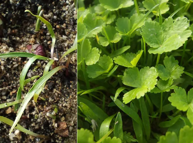 Cotylédons de cerfeuil musqué et plantules d’angélique archangélique