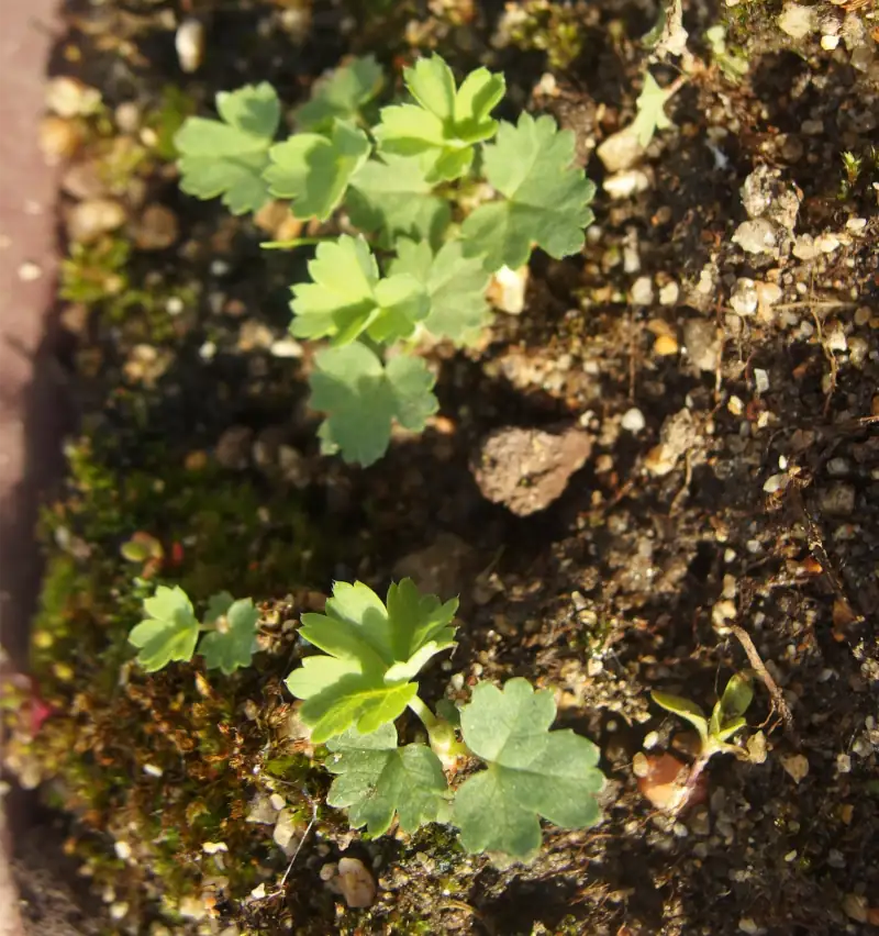 Plantules d'alchemille