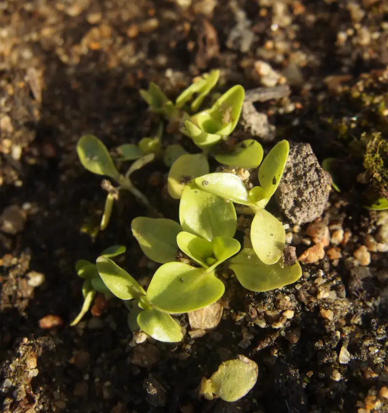 Plantules de gentiane jaune