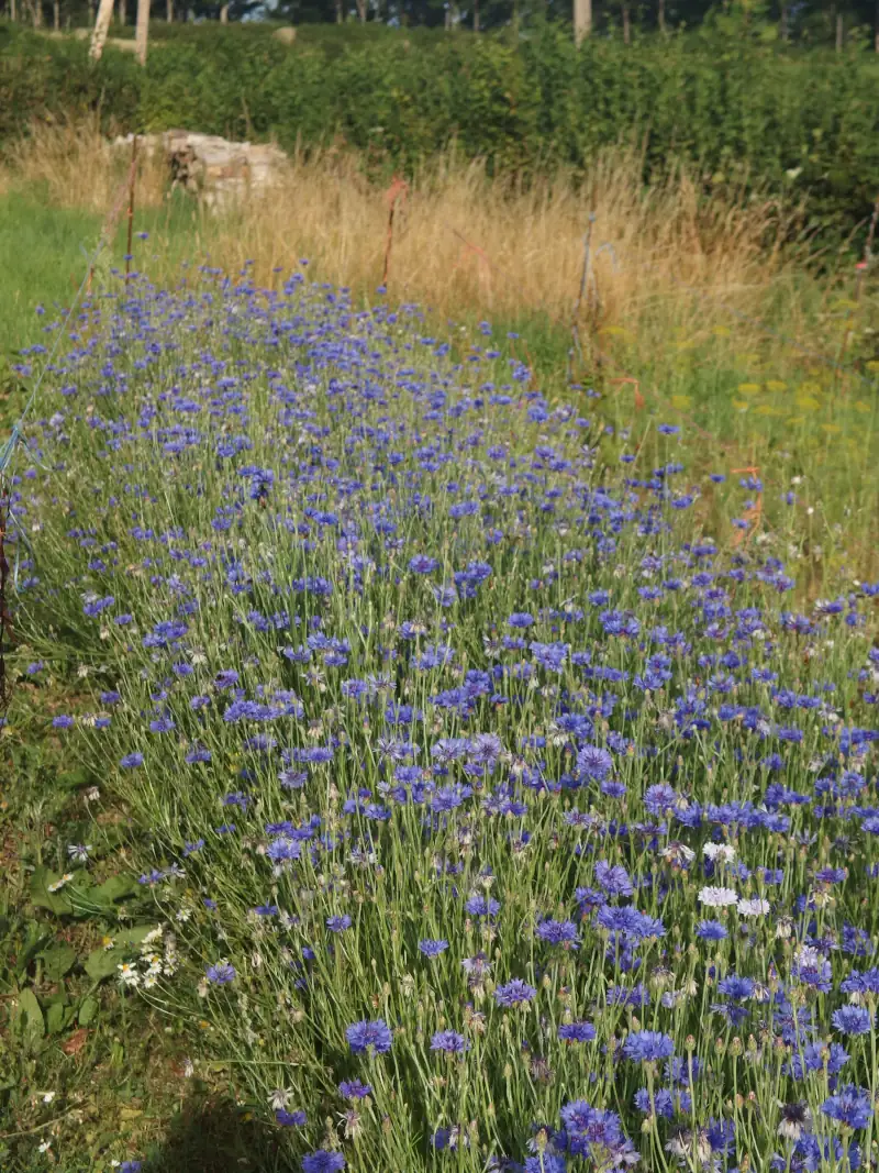 Culture de porte-graines de bleuet