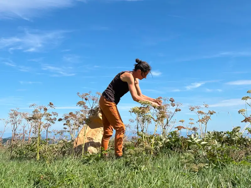 Récolte de graines de plantes sauvages dans leur milieu naturel