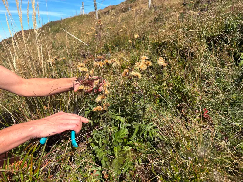 Récolte manuelle de plantes sauvages en Auvergne