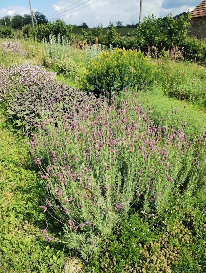 Graine de vie : Pépinière de plantes aromatiques et médicinales